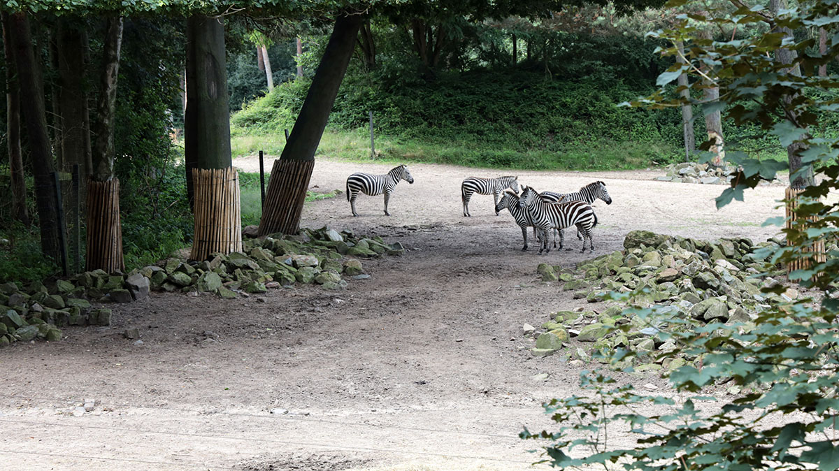 Safari Burgers Zoo